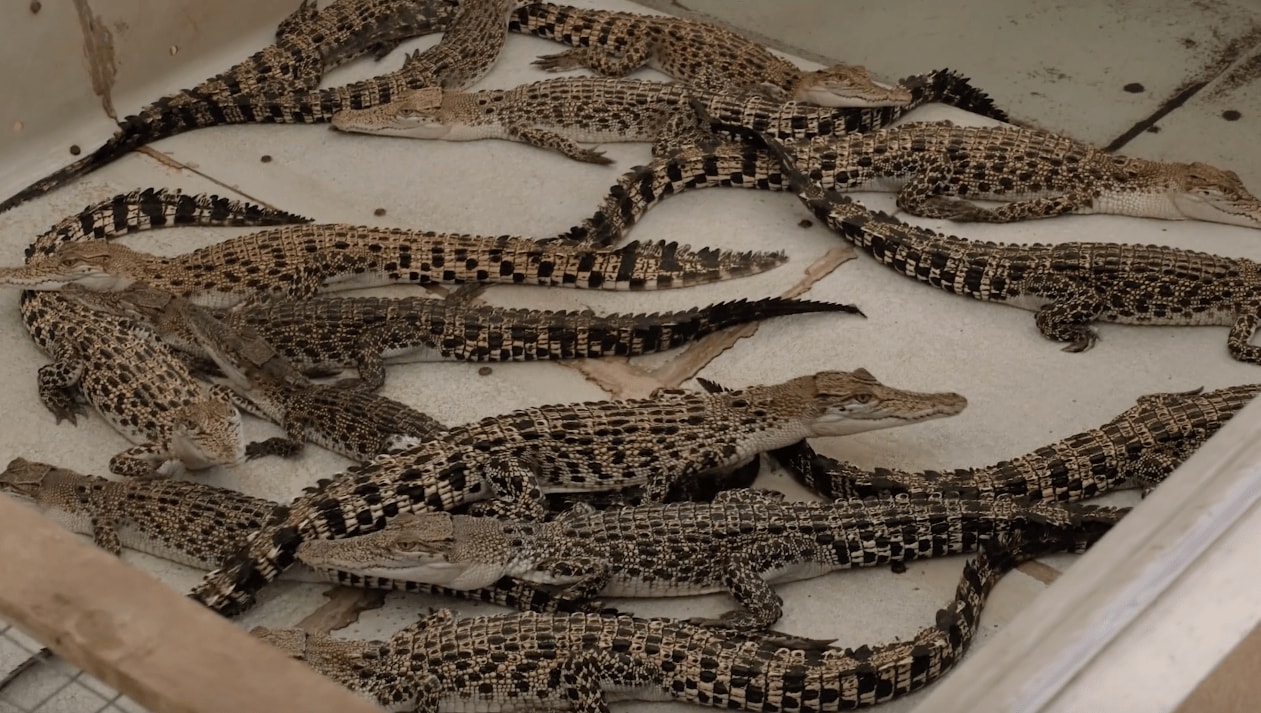 little breeding crocodiles in Palawan Wildlife Rescue and Conservation Centre